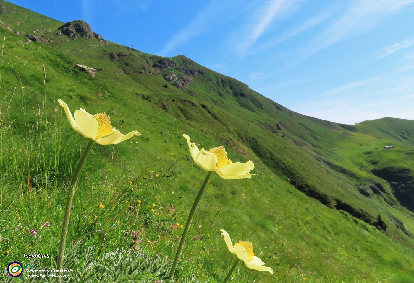15 Pulsatilla alpina sulphurea (Anemone sulfureo) .JPG